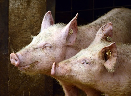На предприятии в Волгоградской области выявили более 25 тонн зараженного АЧС мяса